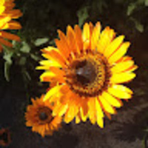 Meet your Posher, Shana